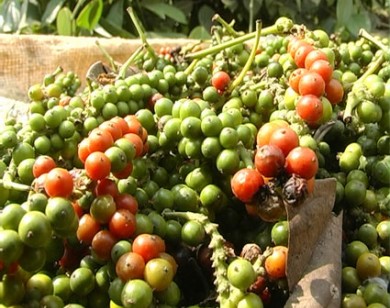 Xuất khẩu hồ tiêu tăng lượng, giảm giá trị Xuất khẩu hồ tiêu tăng lượng, giảm giá trị